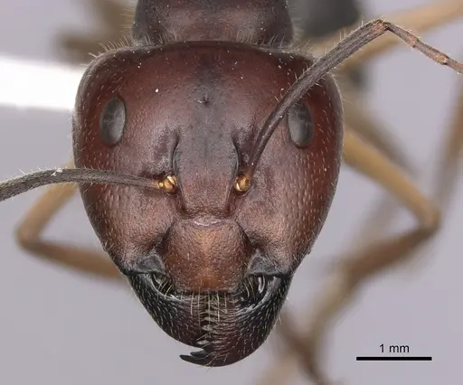 Camponotus gouldianus specimen
