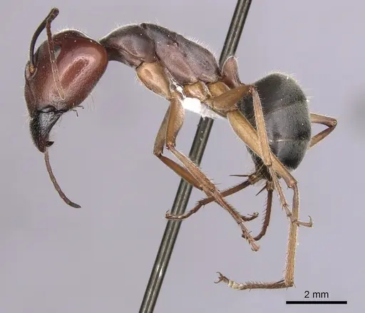 Camponotus gouldianus specimen
