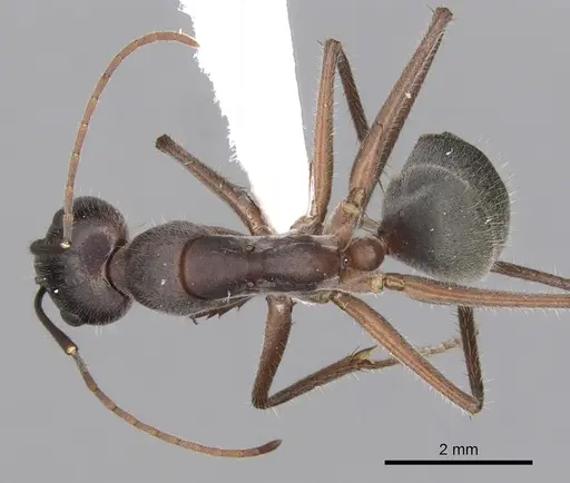 Camponotus gouldianus - CASENT0280204