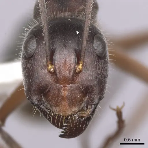 Camponotus gouldianus - CASENT0280204
