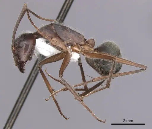 Camponotus gouldianus - CASENT0280204