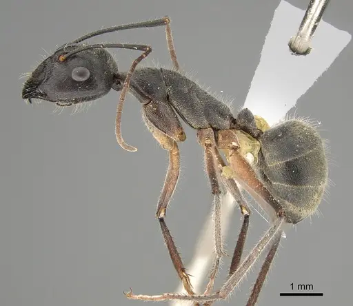 Camponotus gouldianus - CASENT0887727