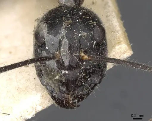 Camponotus gouldianus - CASENT0910383