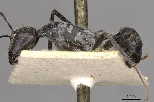 Camponotus gouldianus - CASENT0910383