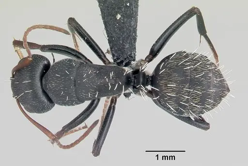 Camponotus grandidieri specimen