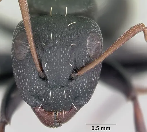 Camponotus grandidieri specimen
