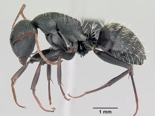 Camponotus grandidieri specimen