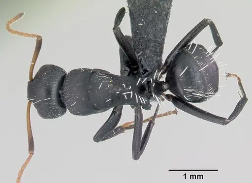 Camponotus grandidieri - CASENT0060136