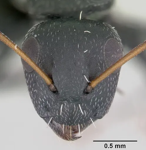 Camponotus grandidieri - CASENT0060136