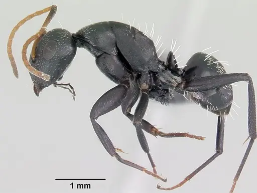 Camponotus grandidieri - CASENT0060136