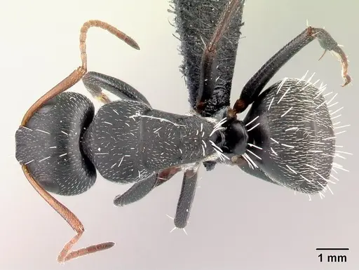 Camponotus grandidieri - CASENT0066758