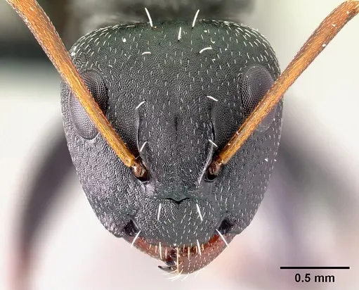 Camponotus grandidieri - CASENT0066758