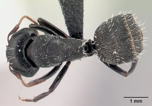 Camponotus grandidieri - CASENT0066759