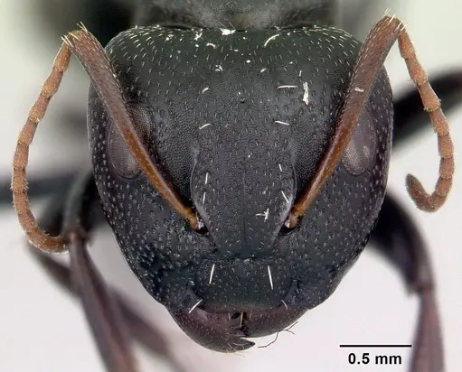 Camponotus grandidieri - CASENT0066759