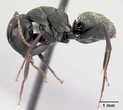 Camponotus grandidieri - CASENT0066759
