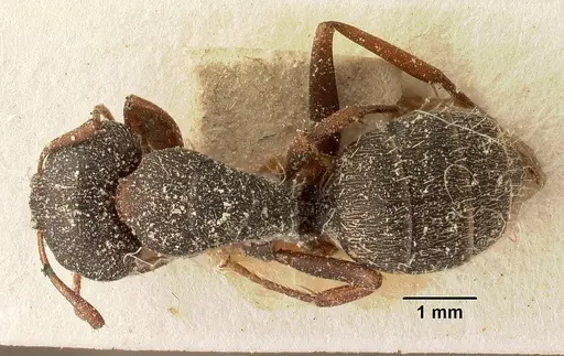 Camponotus grandidieri - CASENT0101120