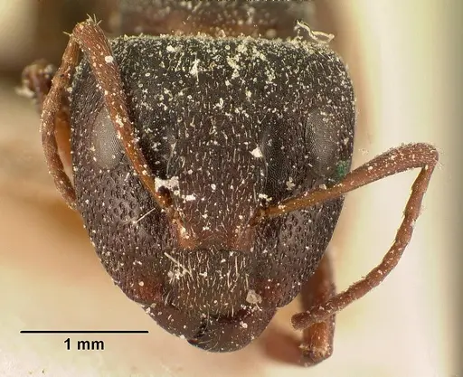 Camponotus grandidieri - CASENT0101120