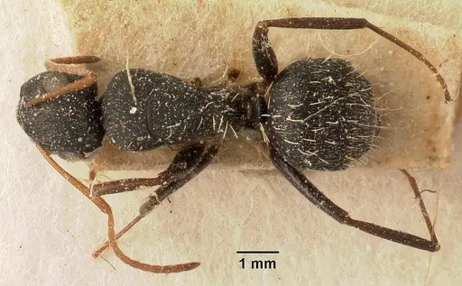 Camponotus grandidieri - CASENT0101121