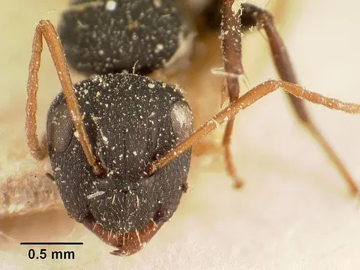 Camponotus grandidieri - CASENT0101121