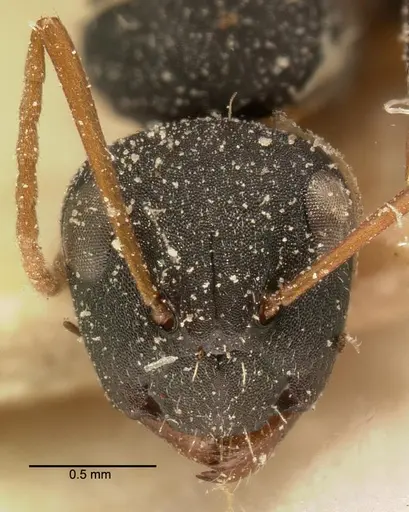 Camponotus grandidieri - CASENT0101121