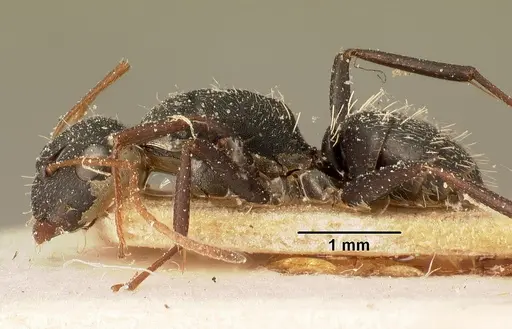 Camponotus grandidieri - CASENT0101121