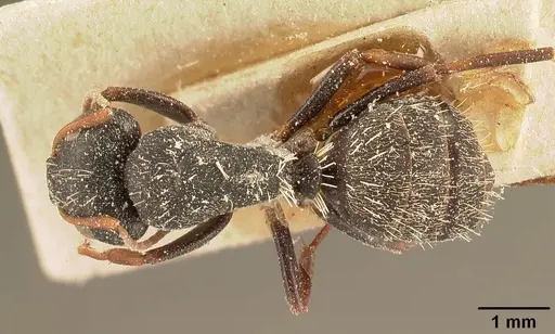 Camponotus grandidieri - CASENT0101122