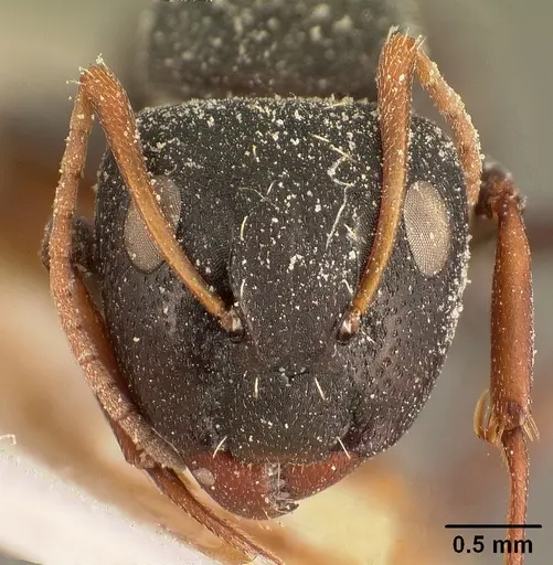 Camponotus grandidieri - CASENT0101122