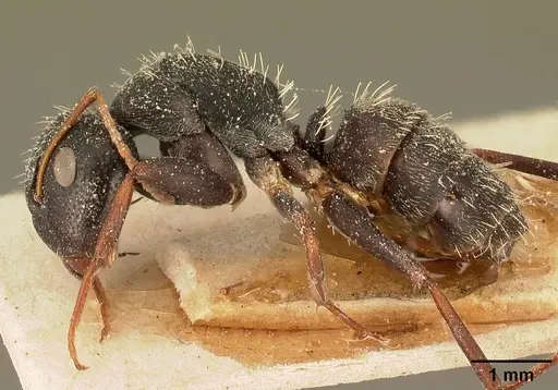 Camponotus grandidieri - CASENT0101122