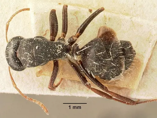 Camponotus grandidieri - CASENT0101123