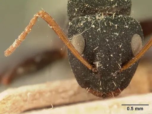 Camponotus grandidieri - CASENT0101123