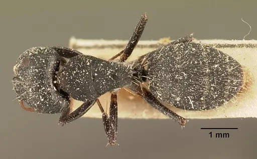 Camponotus grandidieri - CASENT0101124