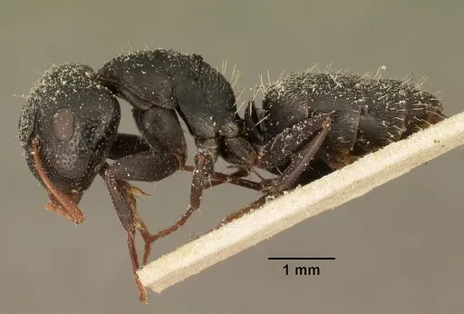 Camponotus grandidieri - CASENT0101124