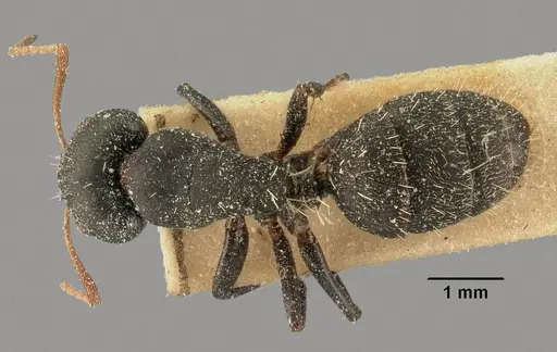 Camponotus grandidieri - CASENT0101125