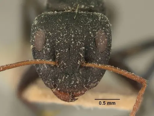 Camponotus grandidieri - CASENT0101125