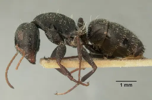 Camponotus grandidieri - CASENT0101125