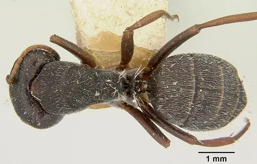 Camponotus grandidieri - CASENT0101368