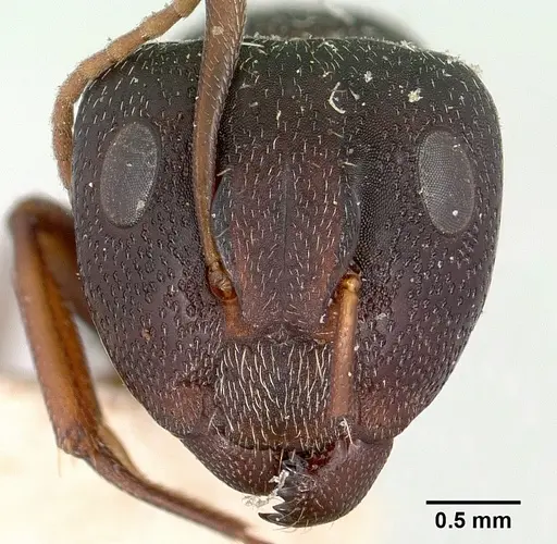 Camponotus grandidieri - CASENT0101368