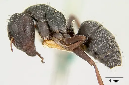 Camponotus grandidieri - CASENT0101368