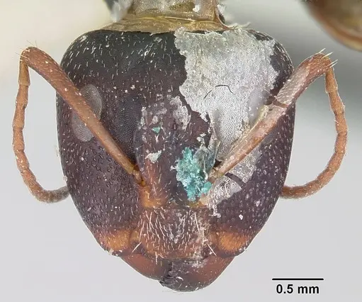 Camponotus grandidieri - CASENT0101369