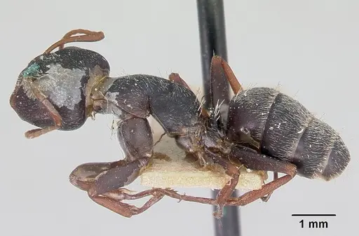 Camponotus grandidieri - CASENT0101369