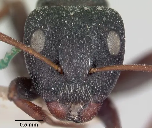 Camponotus grandidieri - CASENT0101370