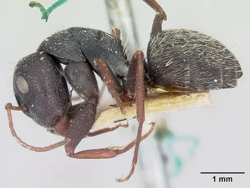 Camponotus grandidieri - CASENT0101370
