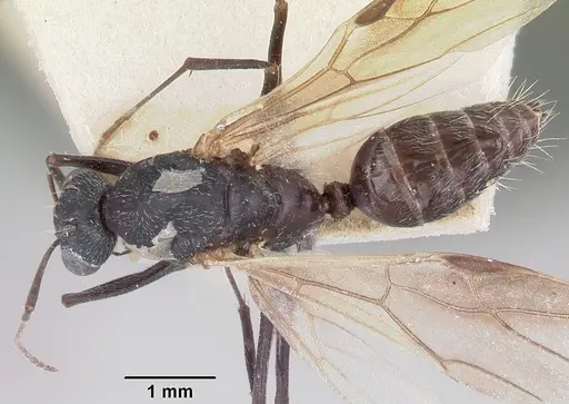 Camponotus grandidieri - CASENT0101371