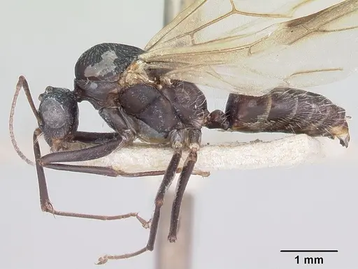 Camponotus grandidieri - CASENT0101371