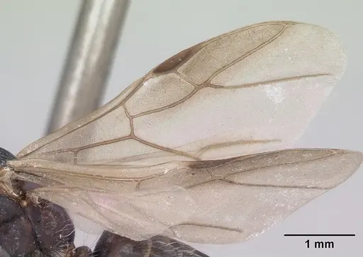 Camponotus grandidieri - CASENT0101371