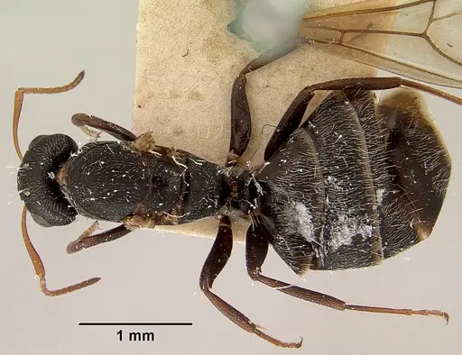 Camponotus grandidieri - CASENT0101372