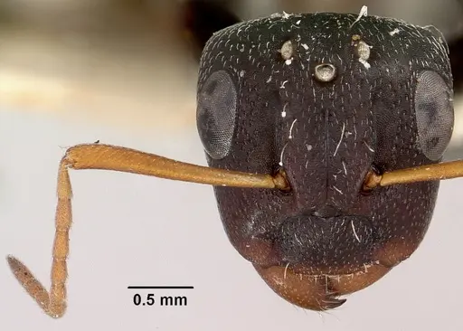 Camponotus grandidieri - CASENT0101372