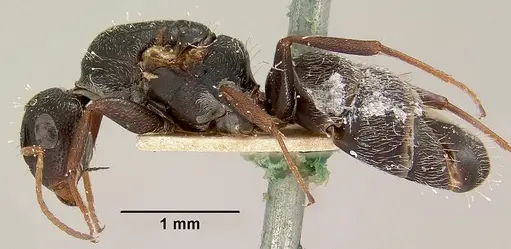 Camponotus grandidieri - CASENT0101372
