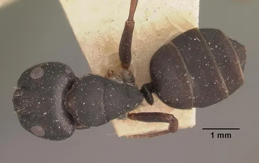 Camponotus grandidieri - CASENT0102451