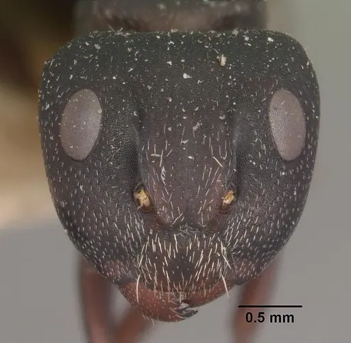 Camponotus grandidieri - CASENT0102451